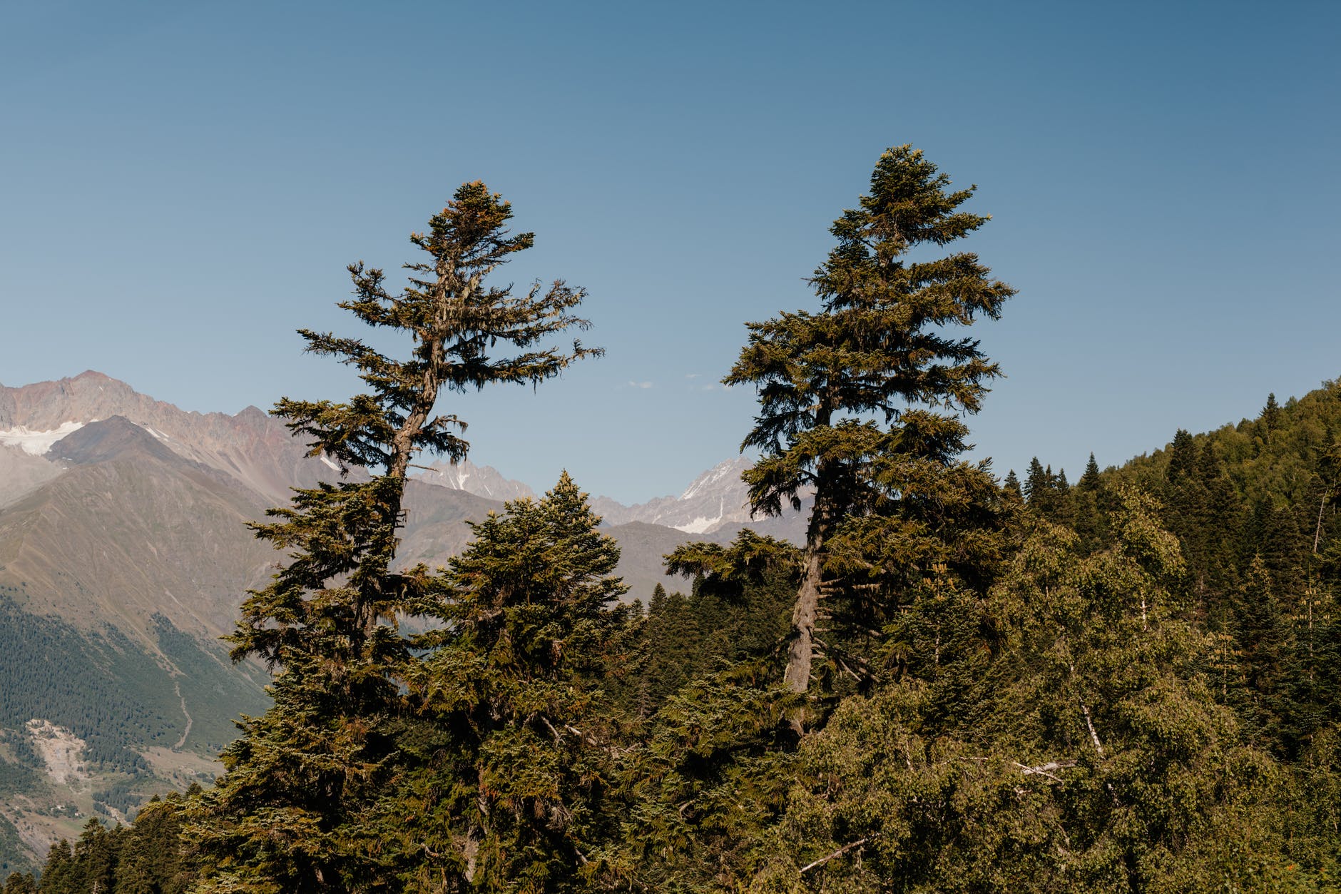 high green woods on slope in mountainous terrain